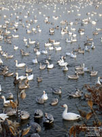 Oies blanches